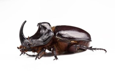 Beyaz arka planda Oryctes nasicornis