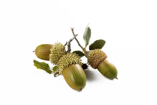 stock image Ripe acorns isolated on a white background