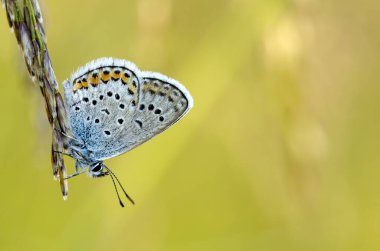 Doğada güzel kelebek. Yaban hayatı doğal fotoğraf. 
