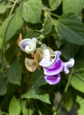 Vigna Caracalla, Snailflower olarak da bilinir, inanılmaz bir kokusu vardır.