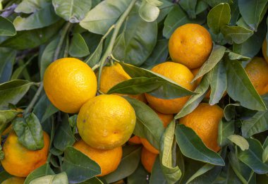 Ağaçlarda olgun mandalina portakalları. Ağacın üzerinde yeşil yapraklar olan portakal dalları, Mandalina güneşli bahçesi