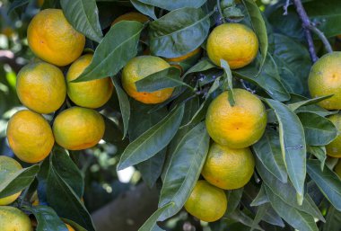 Ağaçlarda olgun mandalina portakalları. Ağacın üzerinde yeşil yapraklar olan portakal dalları, Mandalina güneşli bahçesi