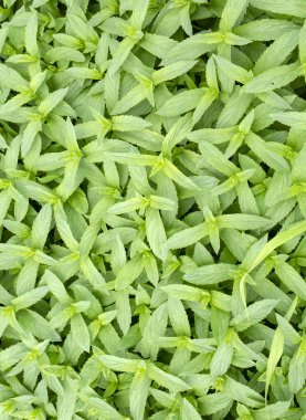 Yeşil taze organik nane tarlası. Tarım konsepti fotoğrafı. 