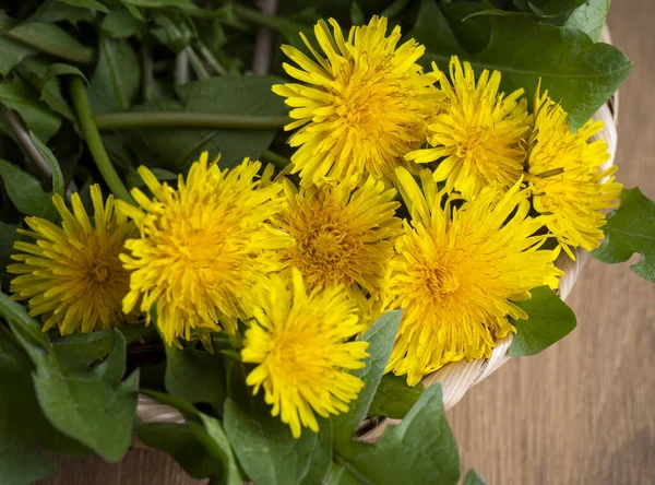 Sarı karahindiba, taraxacum officinale beyaz arka planda.