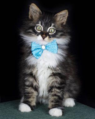 Siyah arka planda uzun saçlı Norveç Ormanı kedisi