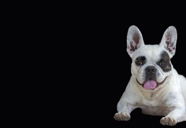 Tatlı Fransız Bulldog 'u izole edilmiş.