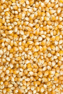 Kurutulmuş Mısır, beyaz arka plan üzerinde izole.