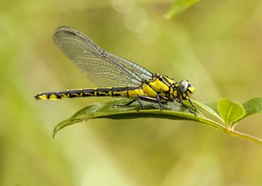 Güzel doğa manzaralı yusufçuk. Göz ve kanat ayrıntıları gösteriliyor. 