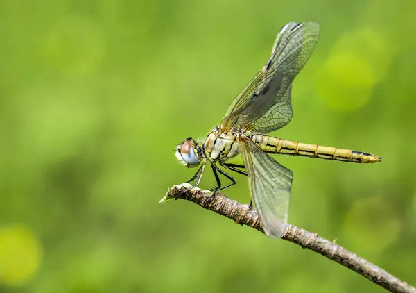 Beautiful Nature Scene Dragonfly Showing Eyes Wings Detail — Stock Photo, Image
