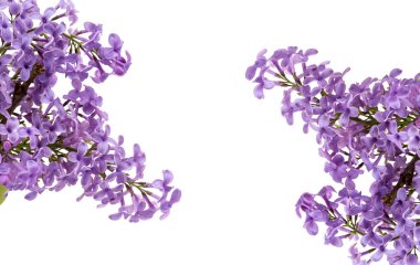 Eflatun çiçekler beyaz bir arka plan üzerinde izole