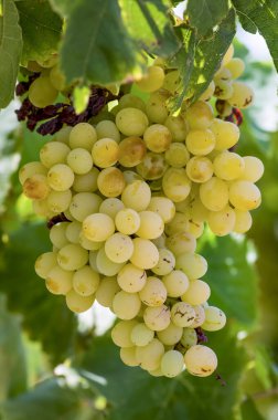 Üzüm tarlası, bağ (Türkiye İzmir Buca bağı)