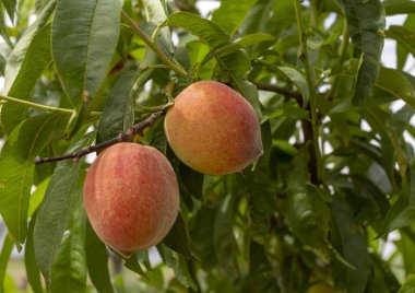 Bir dal üzerinde bir demet olgun kayısı