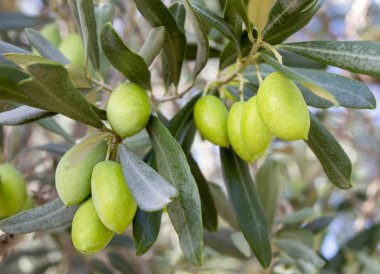Fresh green olives on the olive tree