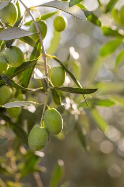 Fresh green olives on the olive tree