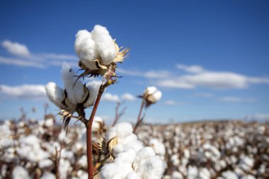Pamuk tarlası (Türkiye / İzmir). Tarım konsepti fotoğrafı.