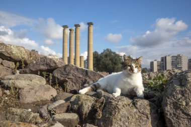 İzmir İzmir Bayrakli antik şehir, tepe, antik şehir ve kedi