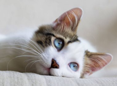 Pet animal; blue eyed cat.