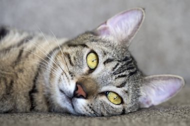 Pet animal; cute tabby cat