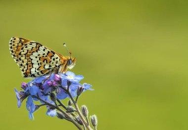 Bitki üzerine Cezayir Iparkhan Kelebeği (Melitaea ornata)