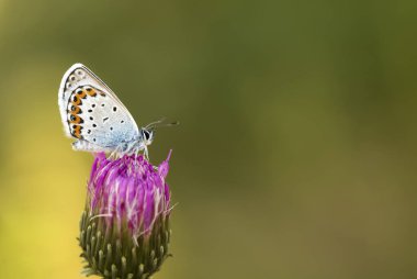 Doğadaki güzel kelebek, yakın plan fotoğraf. Bir Idas Mavisi (Plebejus idas) kelebeği