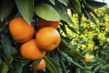 Yeşil yapraklı meyve ağacı ve mandalina, mandalina.