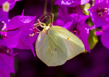 Kelebek doğada (Gonepteryx Kleopatra )