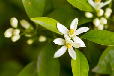 Olgun portakallar çiçek açan portakal ağacında asılı.