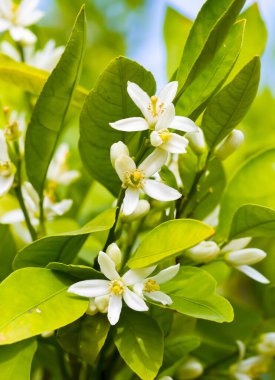 Olgun portakallar çiçek açan portakal ağacında asılı.