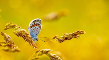 Doğadaki güzel kelebek, yakın plan fotoğraf. Bir Idas Mavisi (Plebejus idas) kelebeği