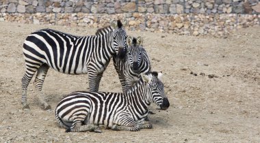 Izbay Doğal Yaşam Parkı (dogal yasam parki) Zebra Hayvanı (İzmir / Türkiye)