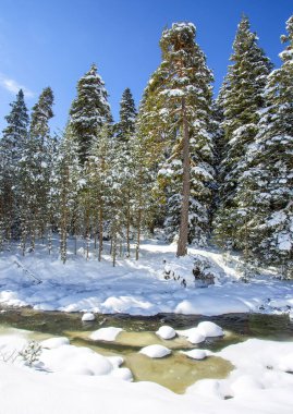 Ormanda kışın karlı çam ağaçları, Golcuk - Bolu - Türkiye