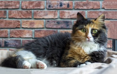 Uzun saçlı kedi yavrusu. Calico tipi kedi..