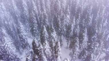 Golcuk - Bolu - Turkey, winter snow during snowfall. Travel concept drone photo.