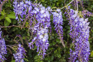 Mor çiçeklerin seçici odak noktası olan Wisteria sinensis veya Mavi Yağmur, Çin sallanan ırklarda sallanan kokulu çiçek sapları ve kütleleri ile bezelye familyasının çiçek açan türleridir..