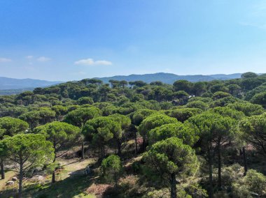 Kozak Platosu, Ege 'nin İzmir sınırları içindeki Bergama-Ayvalk ilçe merkezleri arasındadır. Kozak platosundaki Pinus çam ağaçlarının insansız hava aracı görüntüsü. Kozak yaylasi - Türkiye.