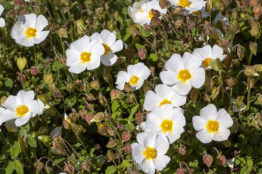 Kistaceae familyasının Kistus cinsini oluşturan beyaz veya pembe çiçekli bir bitki türüdür..