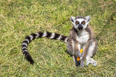 Şirin Lemur havuç yiyor. Rodos Çiftliği - Hayvanat Bahçesi