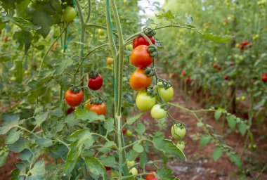 Türkiye Antalya tarımı, domates serası, domates tarlası