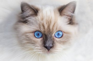 Sevimli oyuncak bebek kedi. Evcil hayvan..