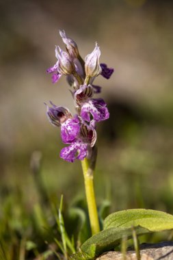 İlkbaharda vahşi orkide