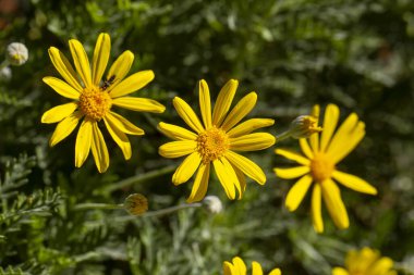 Sarı papatya çalısı, bilimsel isim; Euryops pectinatus