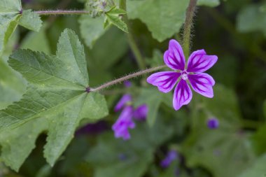 Yabani çiçek; Bilimsel adı: malva sylvestris