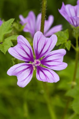 Yabani çiçek; Bilimsel adı: malva sylvestris