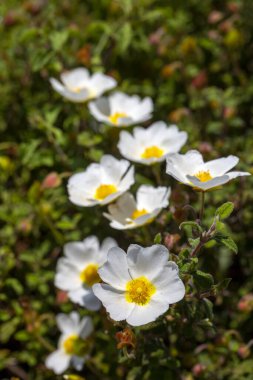 Kistaceae familyasının Kistus cinsini oluşturan beyaz veya pembe çiçekli bir bitki türüdür..