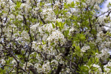 Vahşi ağaçlar. Bilimsel isim; Prunus mahaleb veya Pyrus spinosa