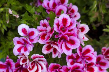 Kraliyet pelargonium çiçekleri - Pelargonium grandiflorum