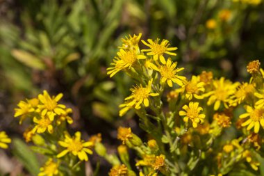 Yapışkan Paskalya sarı çiçekleri - Latince adı - Dittrichia viscosa