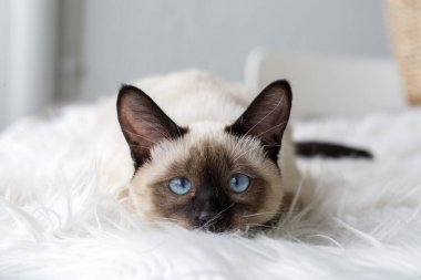 Cute kitten siamese cat indoor