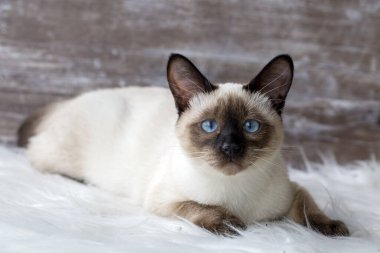 Cute kitten siamese cat indoor