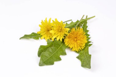 Beyaz arka plan üzerinde ortak dandelion (karahindiba officinale)